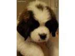 Saint Bernard Puppy for sale in Christiana, PA, USA