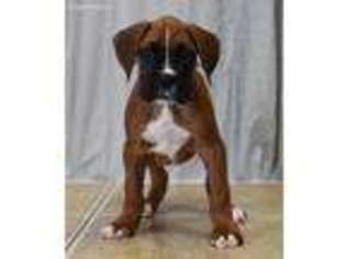 Boxer Puppy for sale in Gurnee, IL, USA