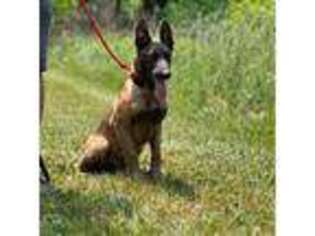 Belgian Malinois Puppy for sale in Kent, OH, USA