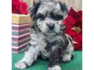 Mutt Puppy for sale in Farmington, MO, USA