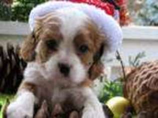 Cavalier King Charles Spaniel Puppy for sale in Covington, GA, USA