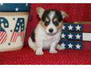 Pembroke Welsh Corgi Puppy for sale in Lansing, MI, USA