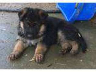 German Shepherd Dog Puppy for sale in Russellville, AL, USA
