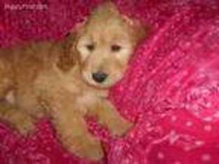 Goldendoodle Puppy for sale in West Bloomfield, MI, USA