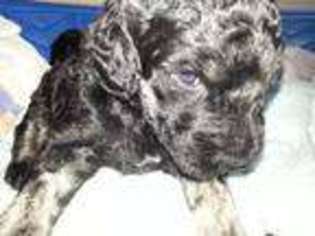 Mutt Puppy for sale in ENGLEWOOD, FL, USA
