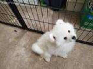 American Eskimo Dog Puppy for sale in Riddle, OR, USA