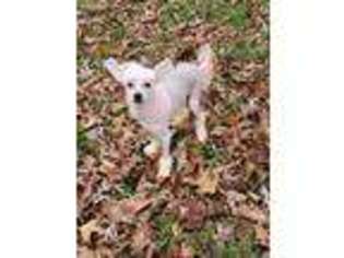 Chinese Crested Puppy for sale in Tunas, MO, USA