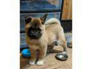 Akita Puppy for sale in Oakfield, NY, USA