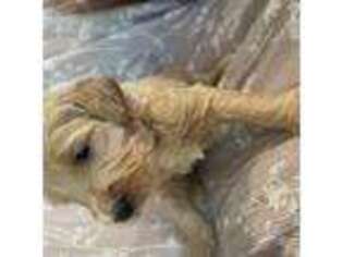 Goldendoodle Puppy for sale in Folsom, CA, USA