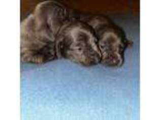 Dachshund Puppy for sale in Brunswick, GA, USA