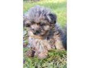 Yorkshire Terrier Puppy for sale in Lynden, WA, USA