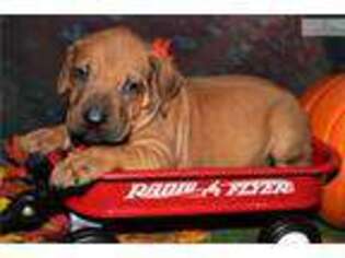 Rhodesian Ridgeback Puppy for sale in Kansas City, MO, USA