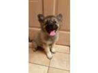 Keeshond Puppy for sale in Gallup, NM, USA