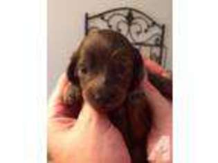 Dachshund Puppy for sale in FORT LAUDERDALE, FL, USA