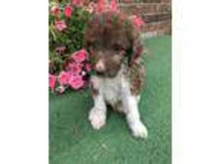 Labradoodle Puppy for sale in Plains, KS, USA