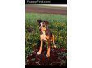 Catahoula Leopard Dog Puppy for sale in Lubbock, TX, USA