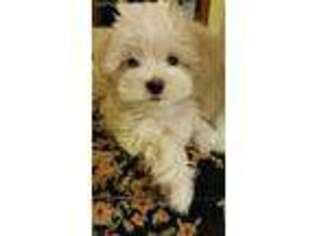 Maltese Puppy for sale in Derby, CT, USA