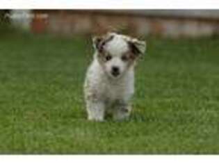 Miniature Australian Shepherd Puppy for sale in Eureka, NV, USA