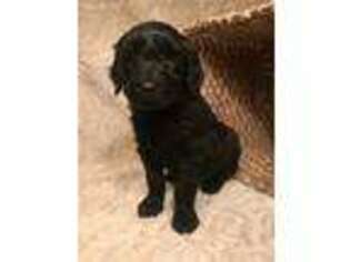 Goldendoodle Puppy for sale in Reagan, TN, USA