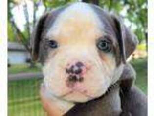 Olde English Bulldogge Puppy for sale in Stillwater, MN, USA
