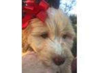 Goldendoodle Puppy for sale in Sunset, TX, USA