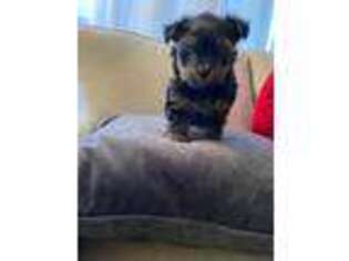 Yorkshire Terrier Puppy for sale in Braintree, MA, USA