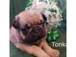 Pug Puppy for sale in Kershaw, SC, USA