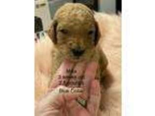Labradoodle Puppy for sale in Osceola, AR, USA