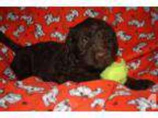 Labradoodle Puppy for sale in GREENWOOD, AR, USA