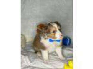 Shetland Sheepdog Puppy for sale in Hesperia, CA, USA