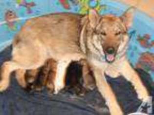 German Shepherd Dog Puppy for sale in PITTSBURGH, PA, USA