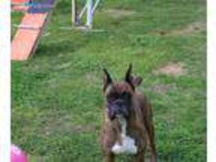 Boxer Puppy for sale in La Vergne, TN, USA
