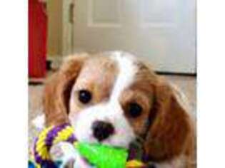 Cavalier King Charles Spaniel Puppy for sale in Sammamish, WA, USA