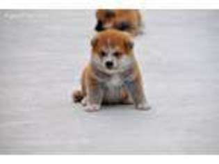 Akita Puppy for sale in Melrose, FL, USA