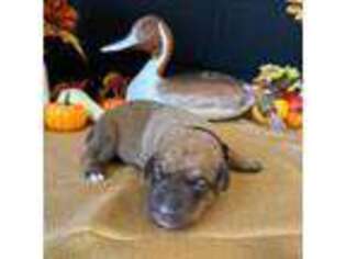 Chesapeake Bay Retriever Puppy for sale in Jetersville, VA, USA