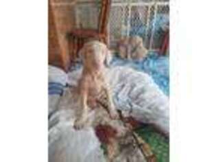 Doberman Pinscher Puppy for sale in Odessa, TX, USA