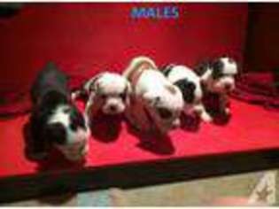 Bulldog Puppy for sale in ATHENS, GA, USA