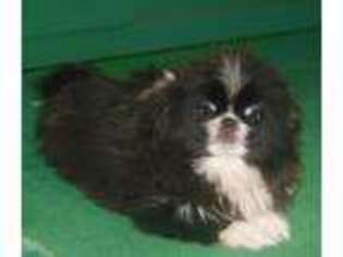 Pekingese Puppy for sale in Akron, OH, USA