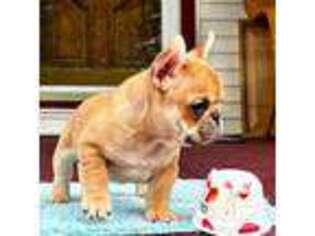 French Bulldog Puppy for sale in Bergenfield, NJ, USA