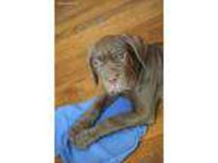 Neapolitan Mastiff Puppy for sale in Kennesaw, GA, USA