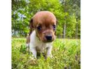 Dachshund Puppy for sale in Milford, VA, USA