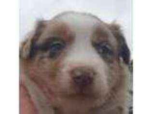 Australian Shepherd Puppy for sale in Fruitvale, TX, USA