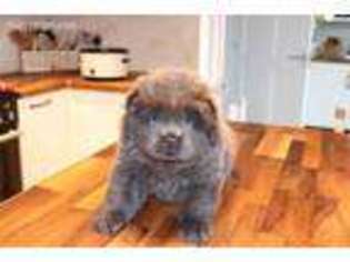 Chow Chow Puppy for sale in Albany, OR, USA