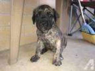 Mastiff Puppy for sale in MOODY, TX, USA