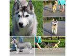 Siberian Husky Puppy for sale in Owingsville, KY, USA