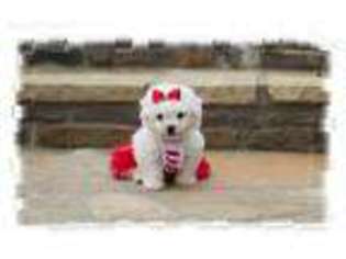 Bichon Frise Puppy for sale in Center Ridge, AR, USA