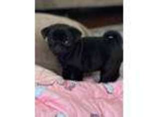 Pug Puppy for sale in South Plainfield, NJ, USA