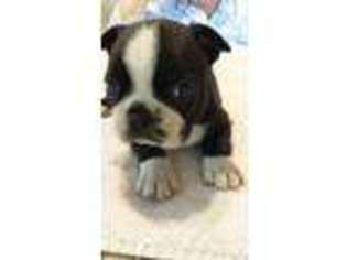 Boston Terrier Puppy for sale in Winterset, IA, USA