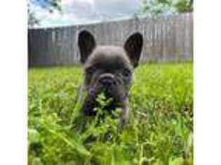 French Bulldog Puppy for sale in Coeur D Alene, ID, USA