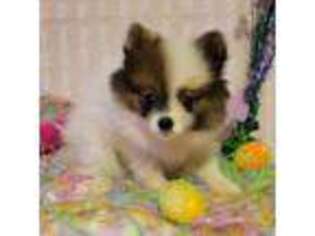 Pomeranian Puppy for sale in Steele, AL, USA